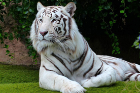 Wildlife Tours