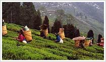 Darjeeling