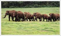 Nagarhole National Park, Mysore