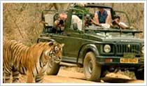 Tiger at Ranthambhore National Park
